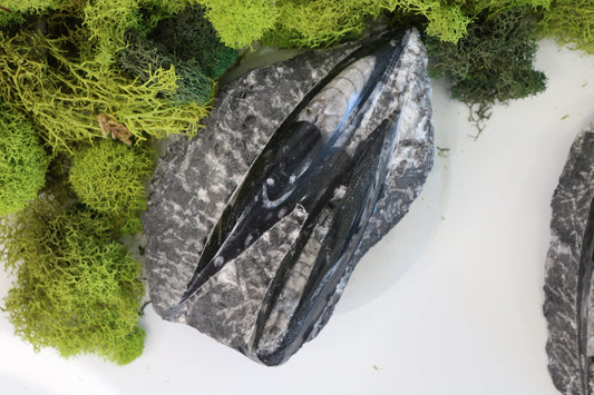 Orthoceras