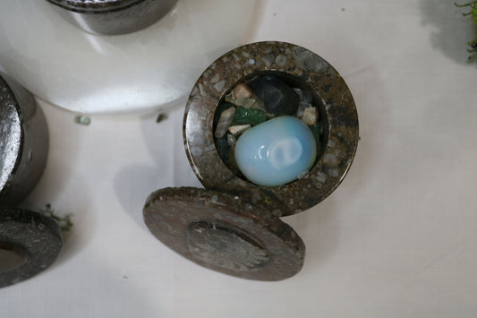 Goniatite Trinket Box