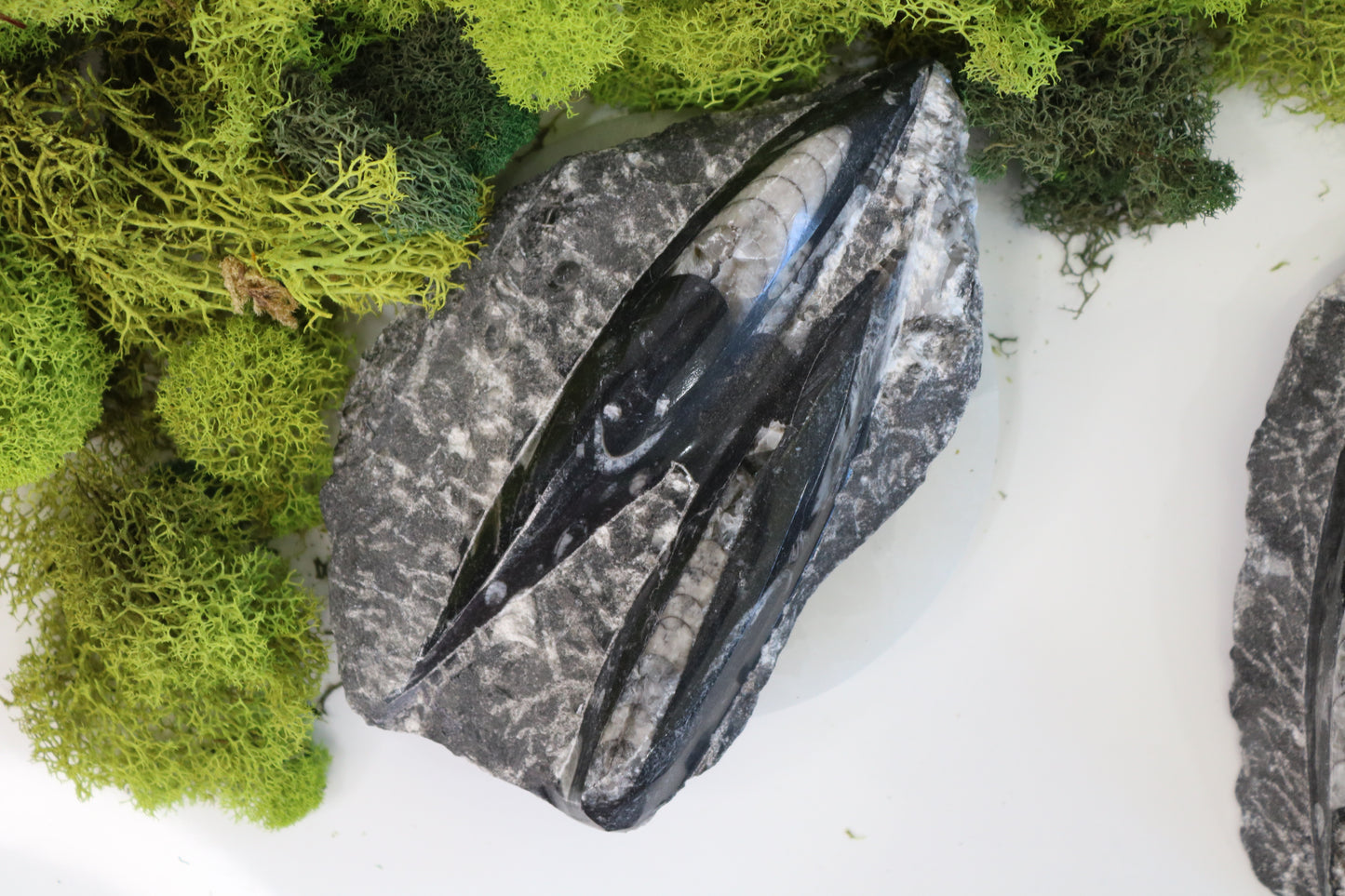 Orthoceras