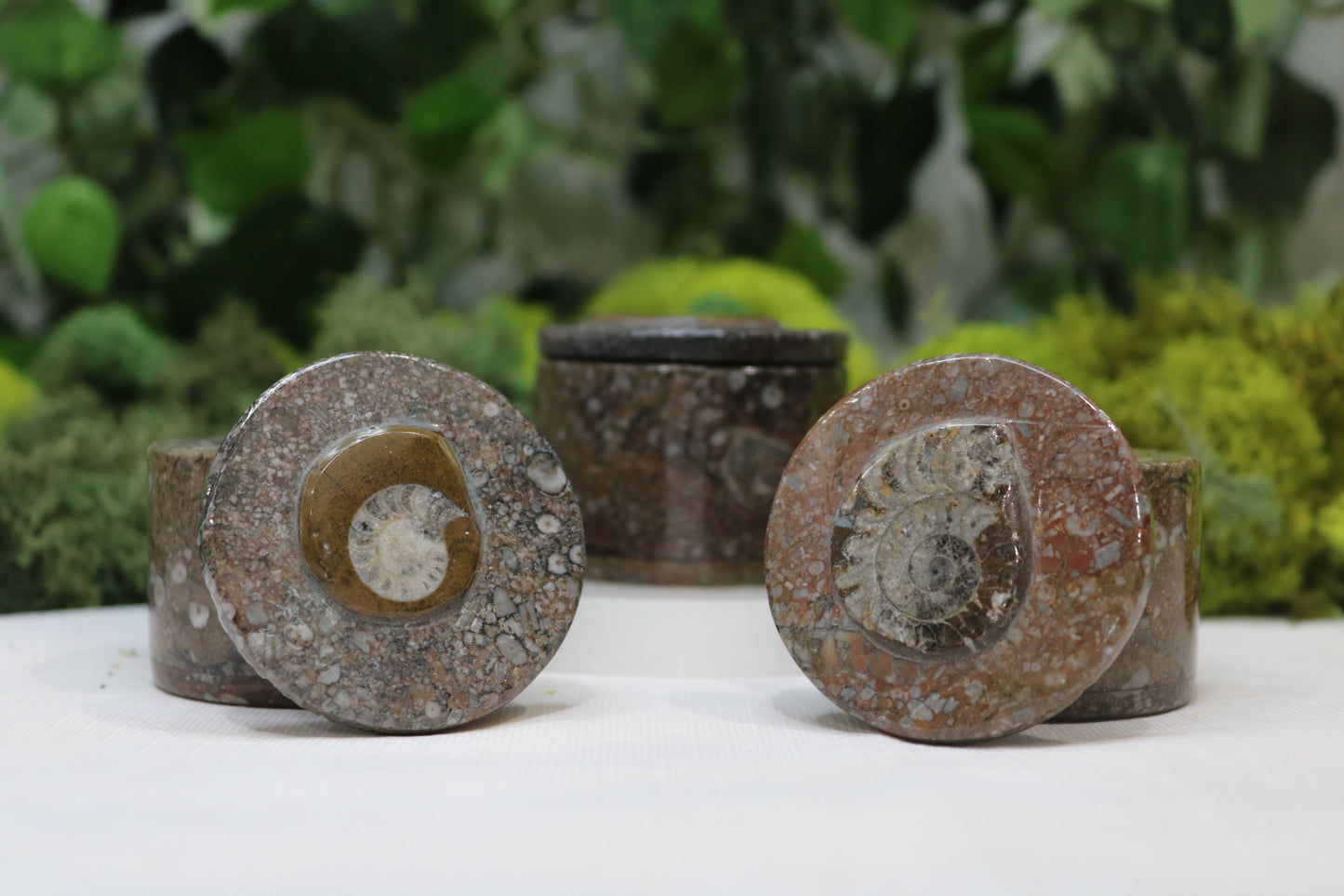 Goniatite Trinket Box
