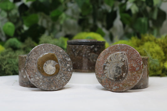 Goniatite Trinket Box