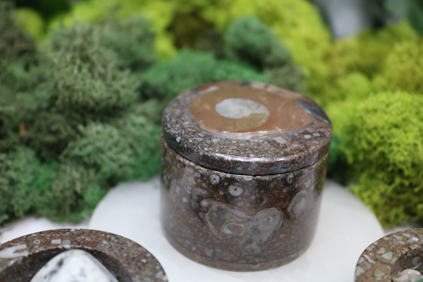 Goniatite Trinket Box