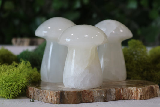 White Onyx Mushrooms