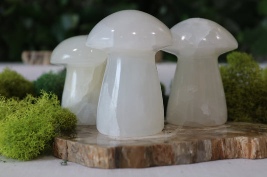 White Onyx Mushrooms