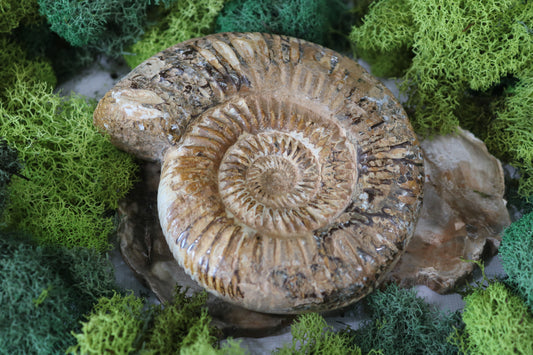 Ammonite Fossils