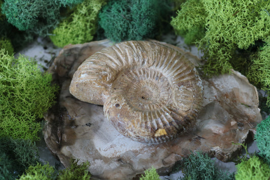 Ammonite Fossils