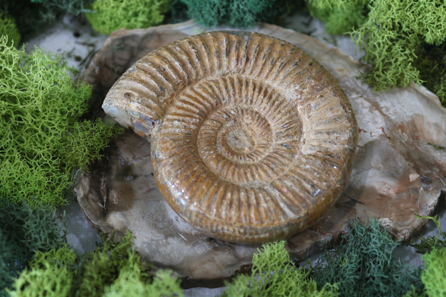 Ammonite Fossils