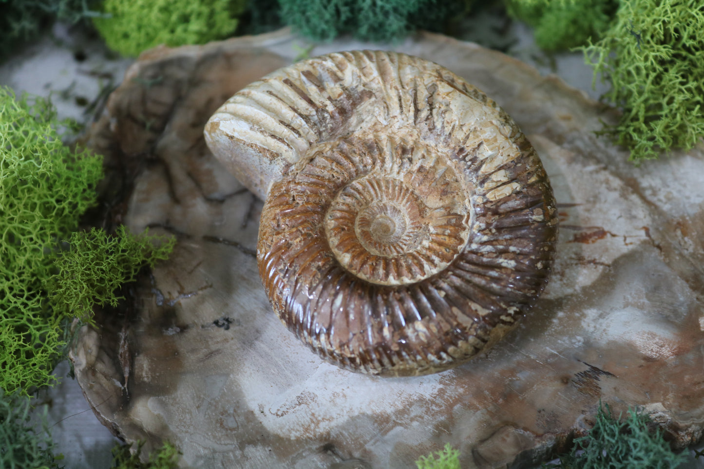 Ammonite Fossils