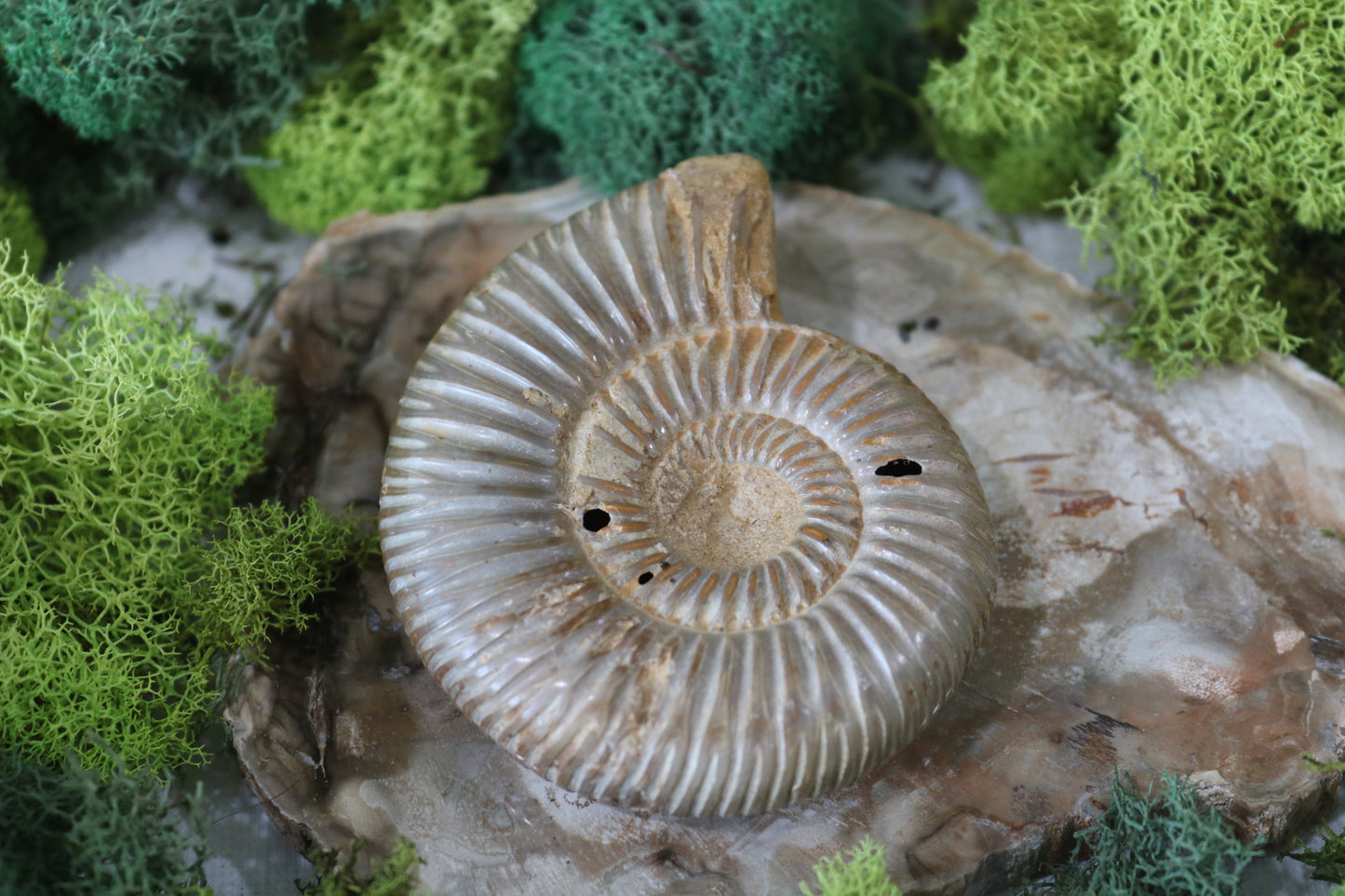 Ammonite Fossils