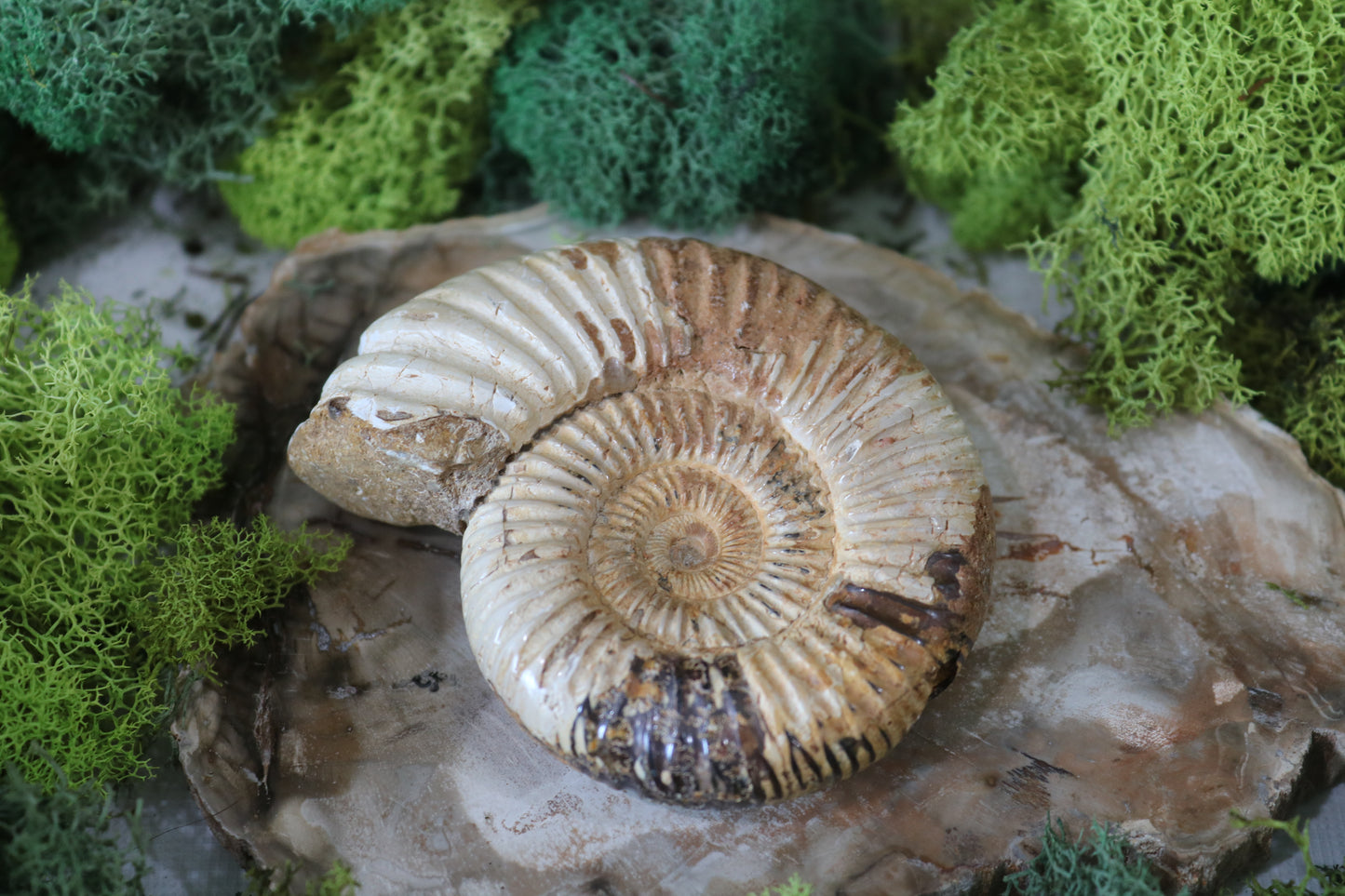 Ammonite Fossils