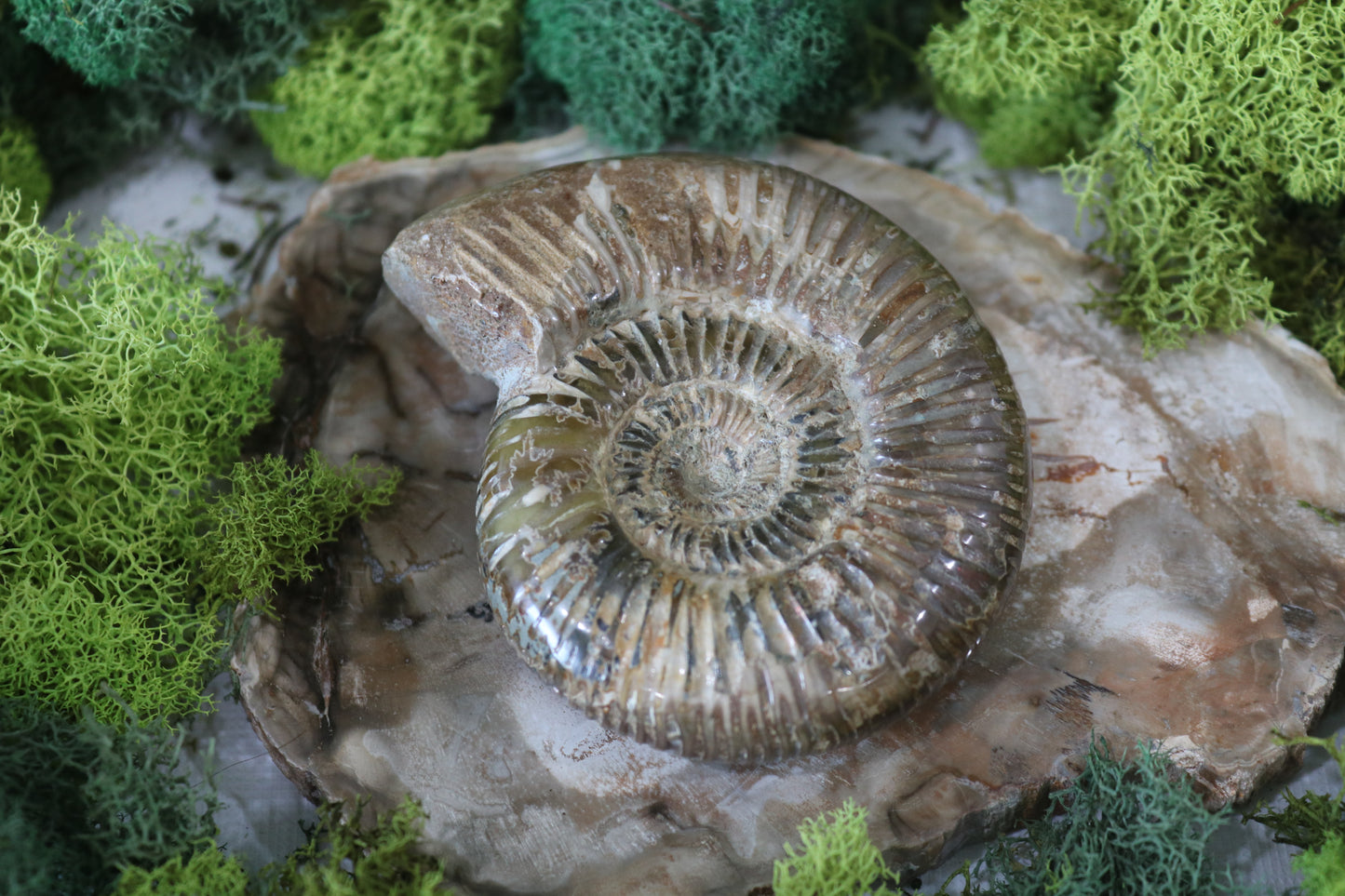 Ammonite Fossils